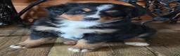 Bernese Mountain Dog dogs for sale: JOVIE - Ad 2