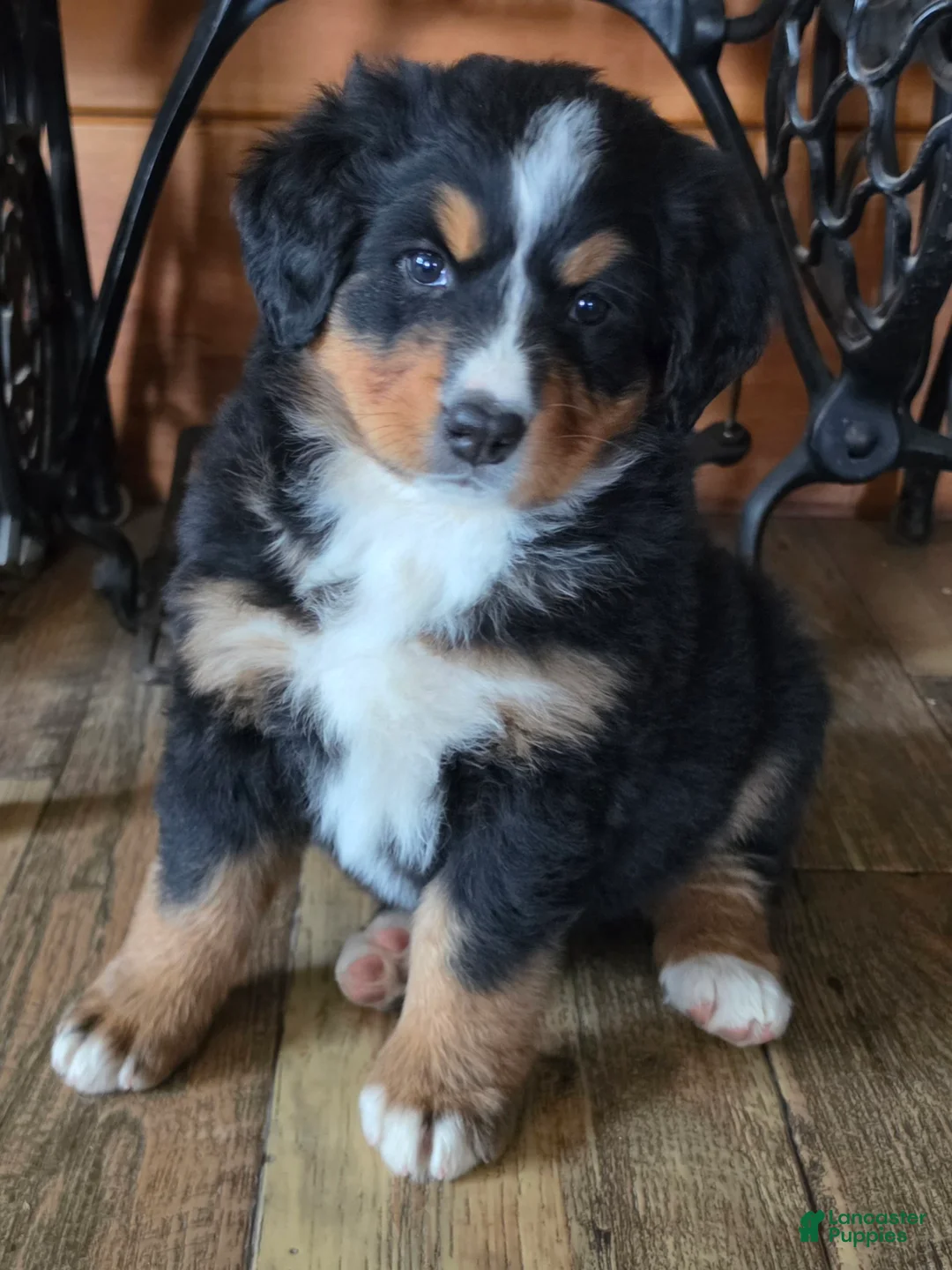 Bernese Mountain Dog dogs for sale: JOVIE - Ad 2