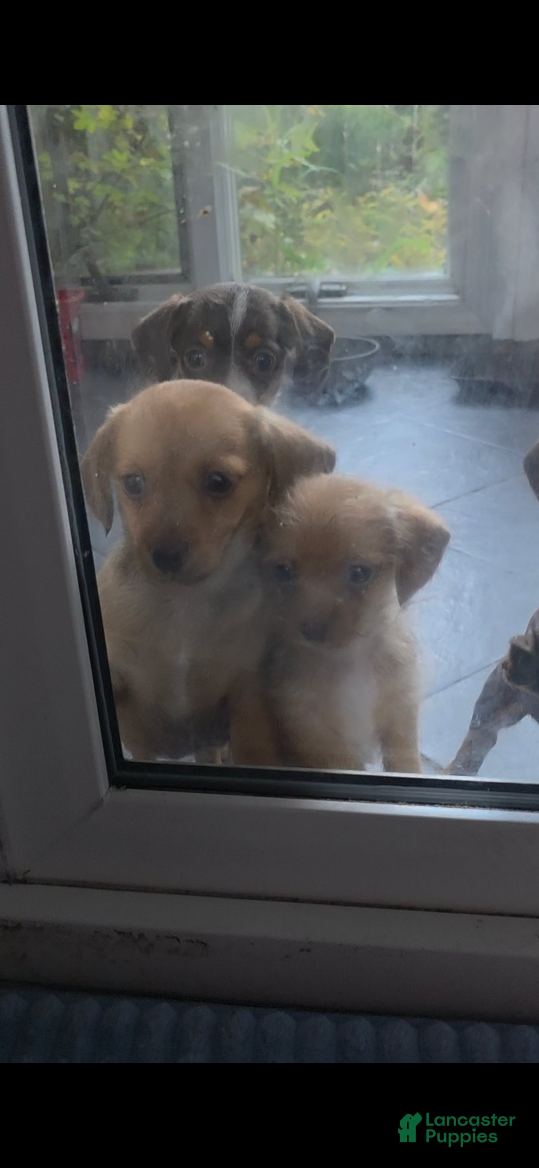 Mixed Breed dogs for sale: Ginger - Ad 4