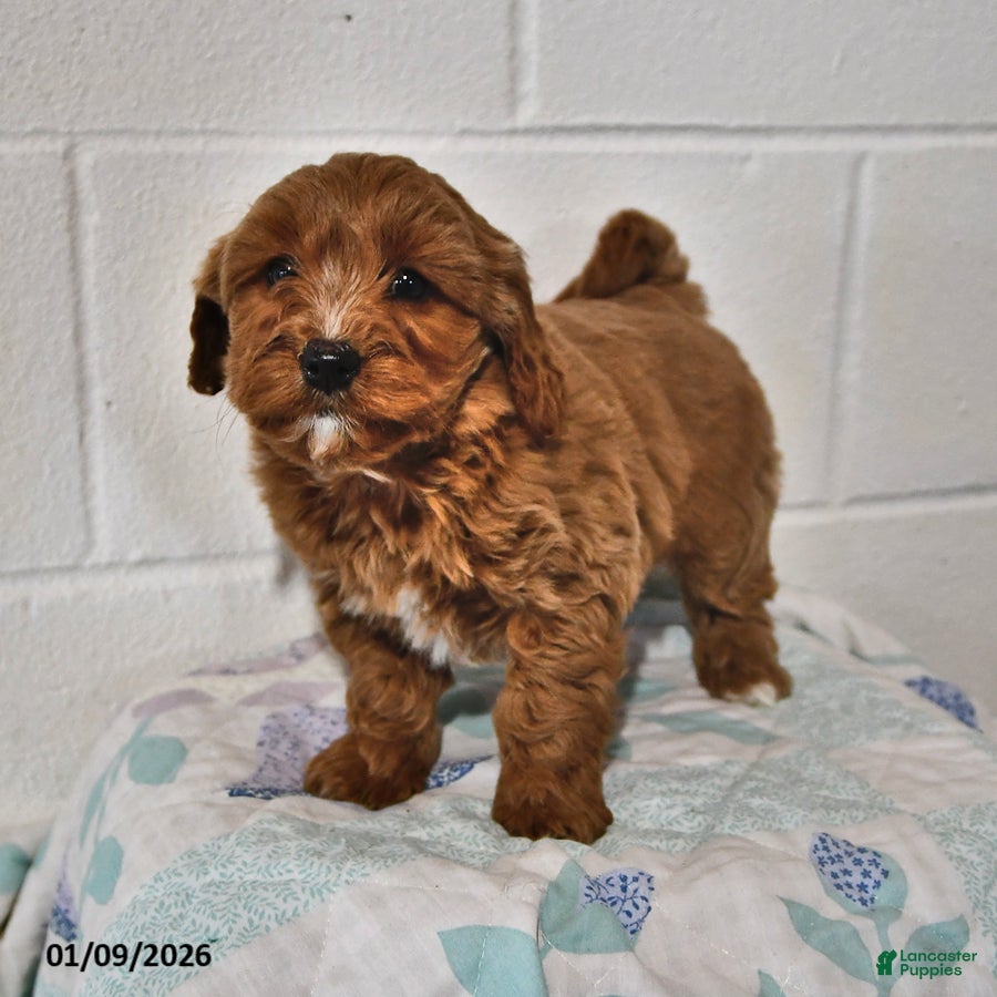 Cavapoo dogs Cookie - Ad 38