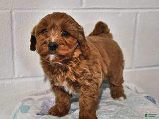 Cavapoo dogs Cookie - Ad 38