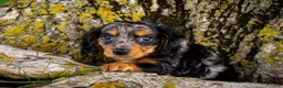 Dachshund dogs for sale: Bratwurst - Ad 2