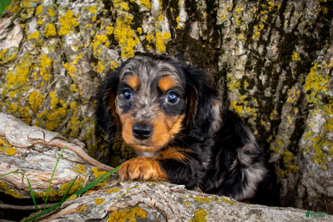 Dachshund dogs for sale: Bratwurst - Ad 2