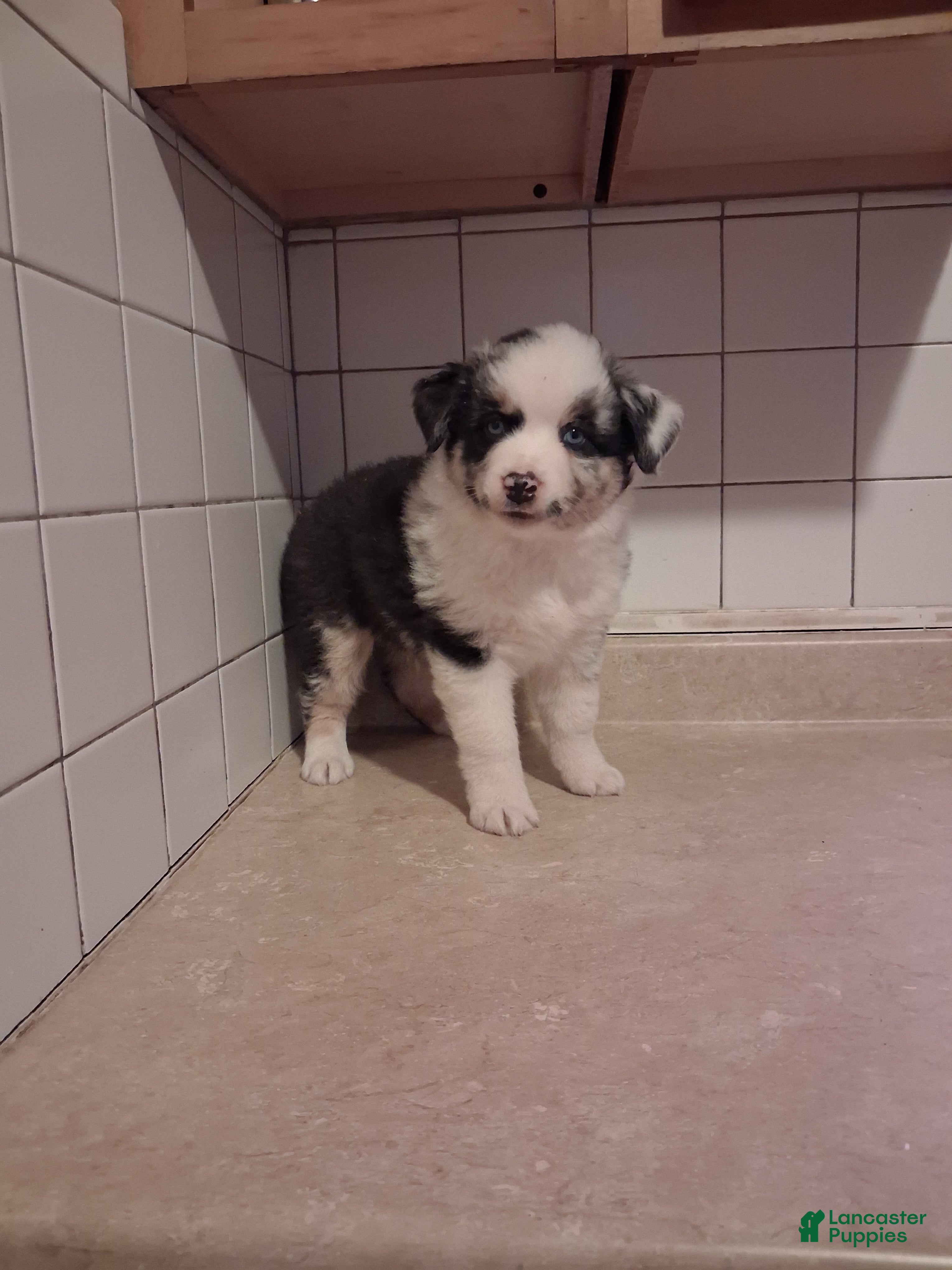 Miniature Australian Shepherd dogs Miniature Australian Shepherd 1 - Ad 2