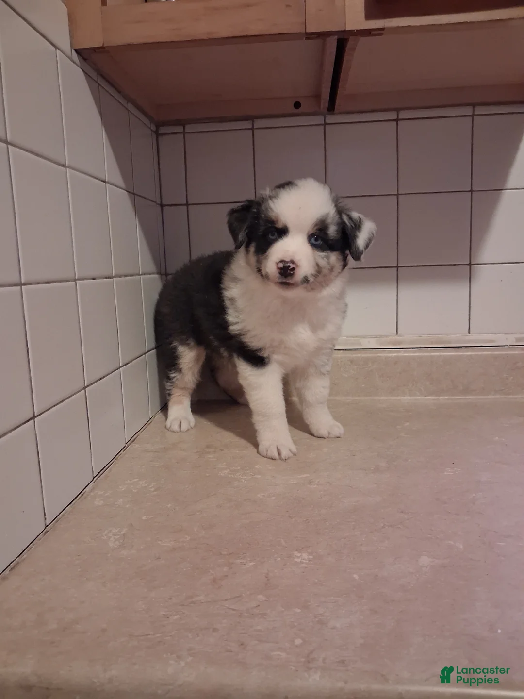 Miniature Australian Shepherd dogs for sale: Miniature Australian Shepherd 1 - Ad 2