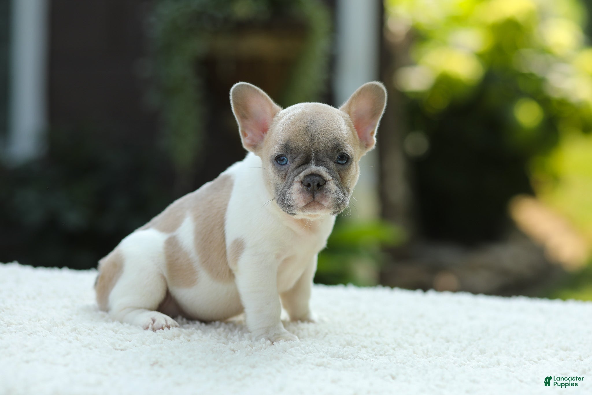 French Bulldog dogs Jade - Ad 2
