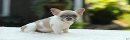French Bulldog dogs for sale: Jade - Ad 2