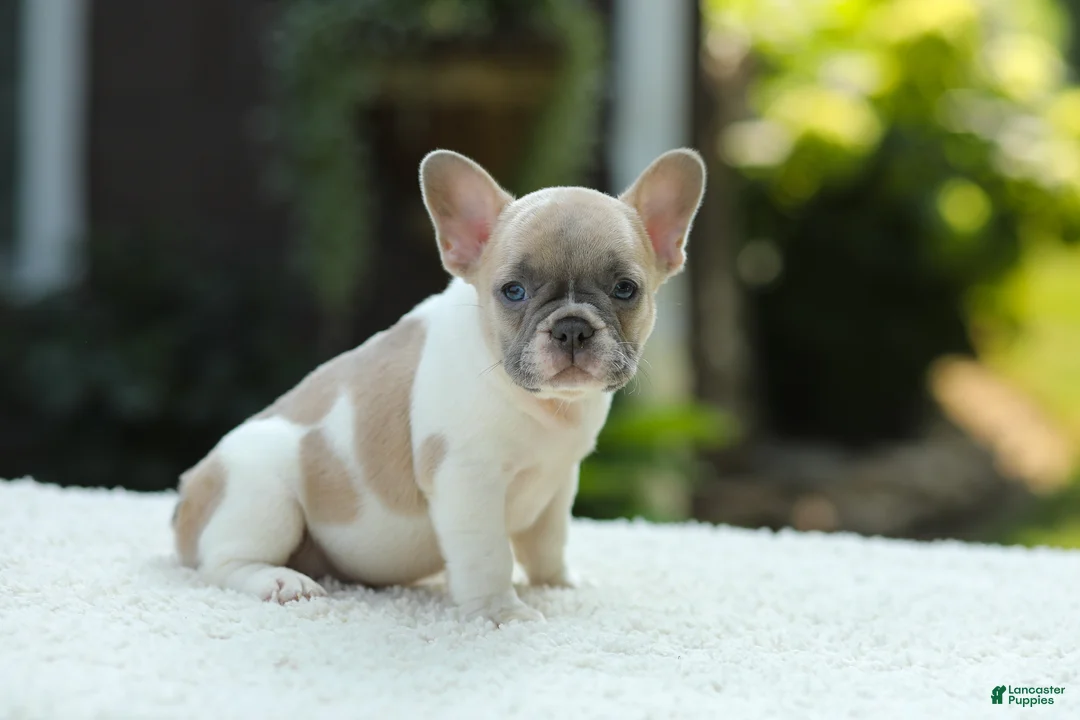 French Bulldog dogs for sale: Jade - Ad 2