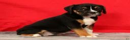 Beabull dogs for sale: Cassie - Ad 4