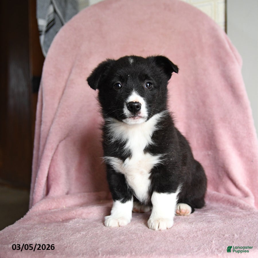 Mixed Breed dogs Cookies and Cream - Ad 2