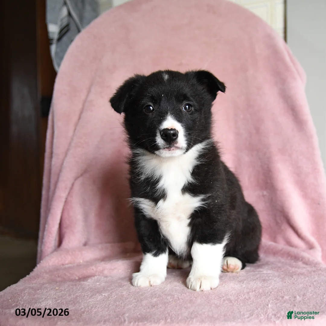 Mixed Breed dogs for sale: Cookies and Cream - Ad 2