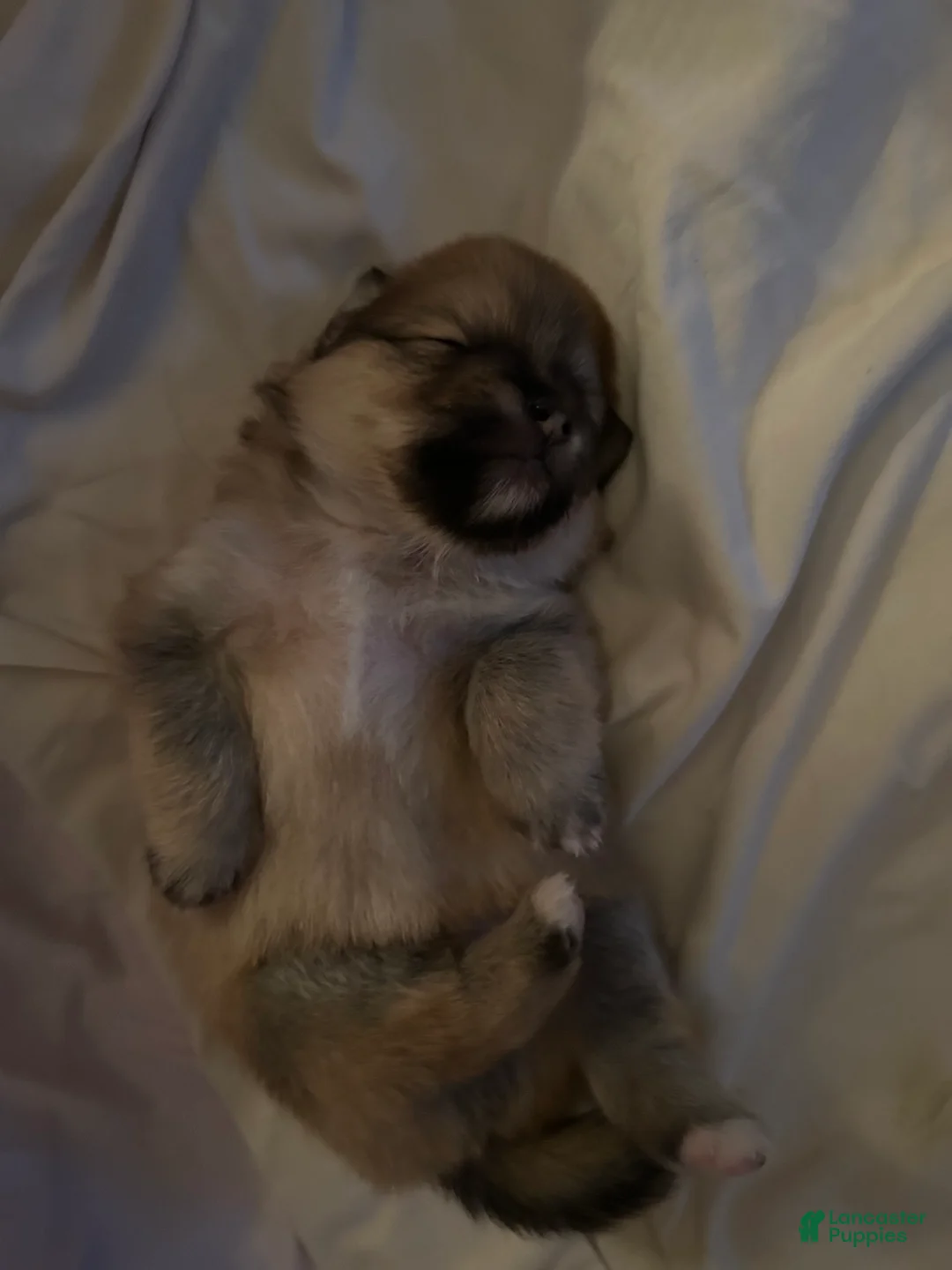 Pomeranian dogs for sale: Pomeranian Puppy 2 - Ad 2