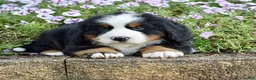 Bernese Mountain Dog dogs for sale: Mr. Benjie - Ad 6