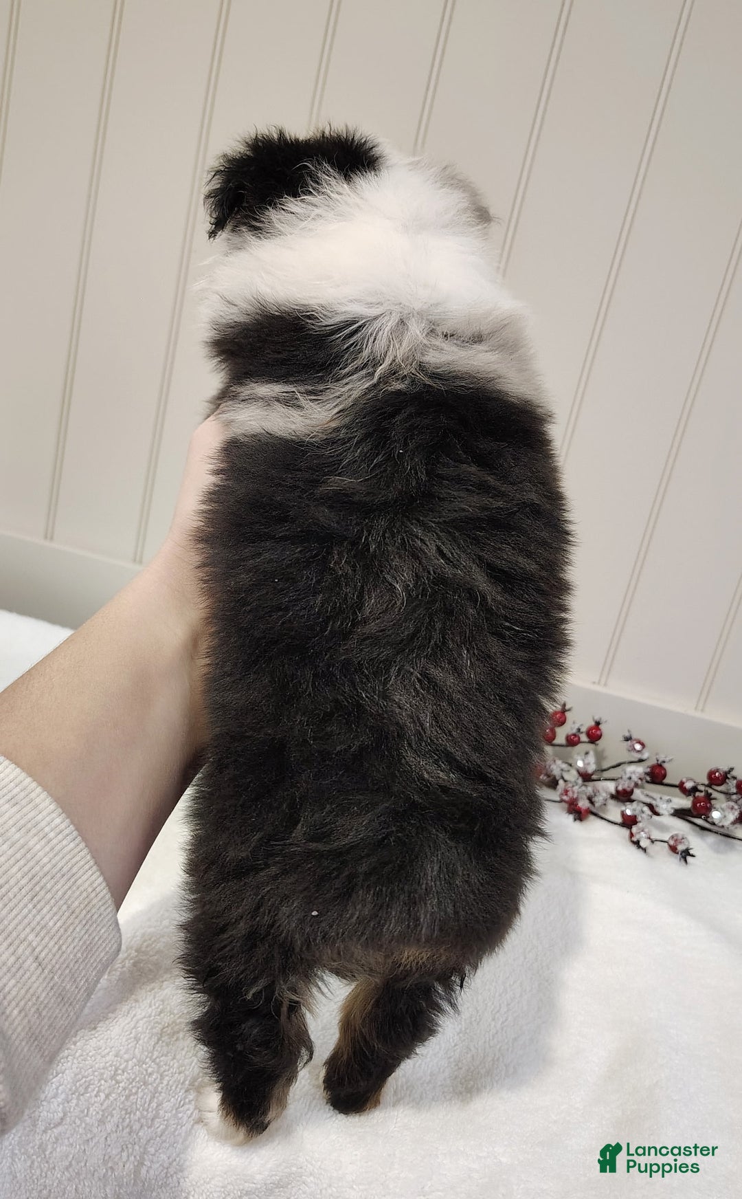 Miniature Australian Shepherd dogs for sale: Miniature Australian Shepherd Puppy 3 - Ad 6