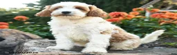 Mini Goldendoodle dogs for sale: Peter - Ad 5