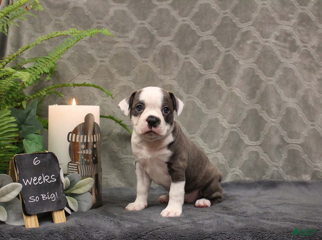 Boston Terrier dogs for sale: Celesta - Ad 8