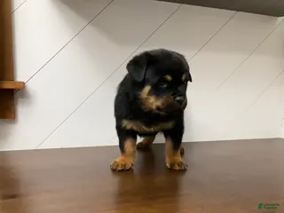 Rottweiler dogs Rottweiler Puppy 5 - Ad 4