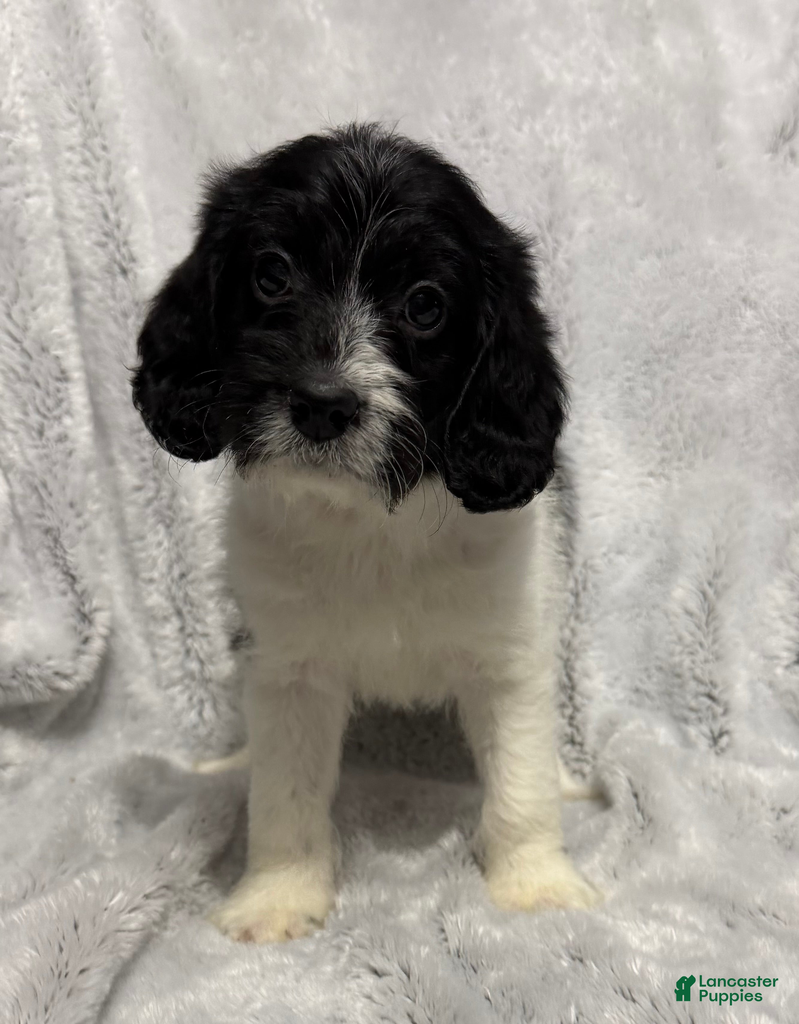 Mixed Breed dogs Cole - Ad 31