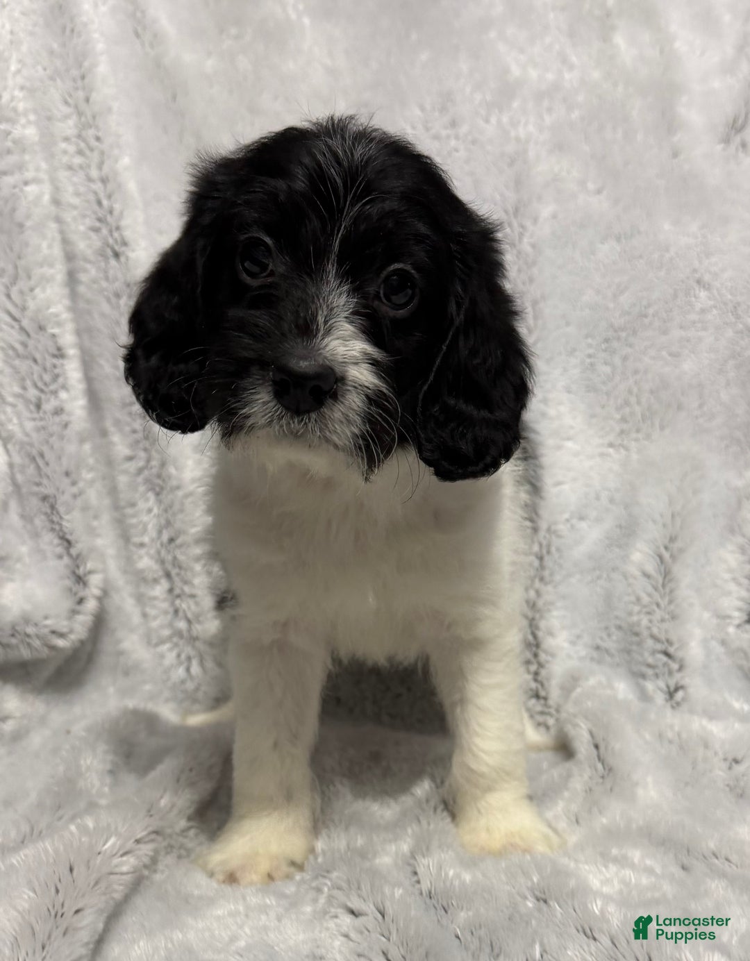 Mixed Breed dogs for sale: Cole - Ad 1