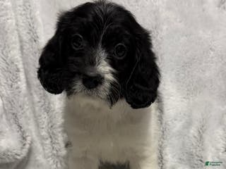 Mixed Breed dogs Cole - Ad 31