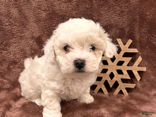 Mixed Breed dogs Sugarplum - Ad 25