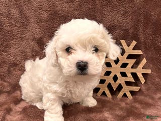 Mixed Breed dogs Sugarplum - Ad 36