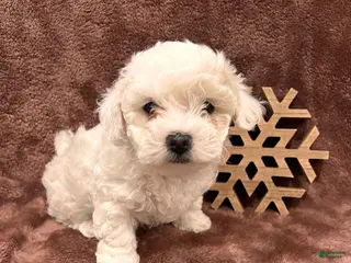 Mixed Breed dogs Sugarplum - Ad 37