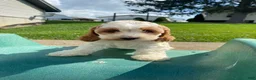 Mixed Breed dogs for sale: Ruby - Ad 6
