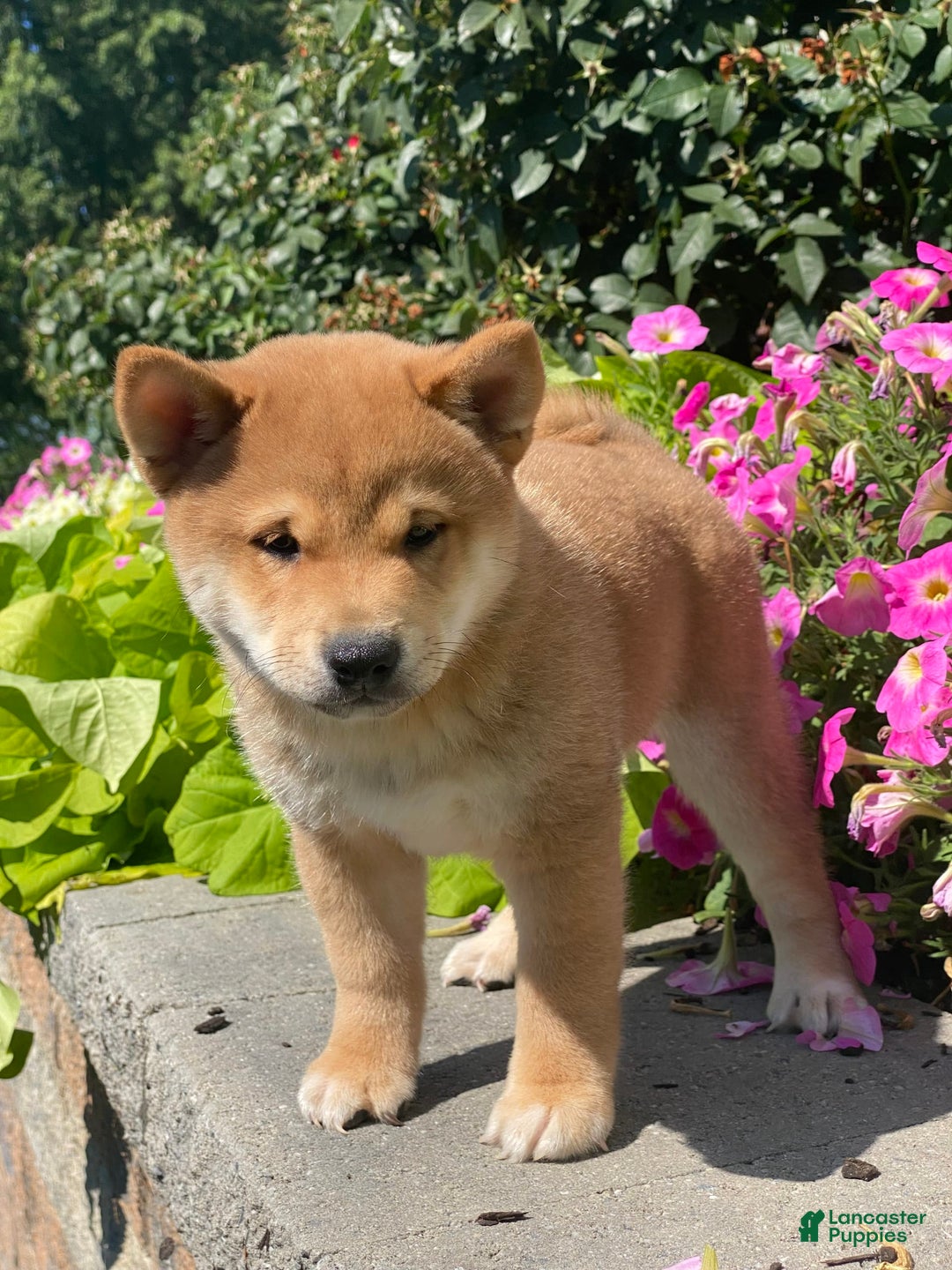 Shiba Inu dogs for sale: Ivy - Ad 3
