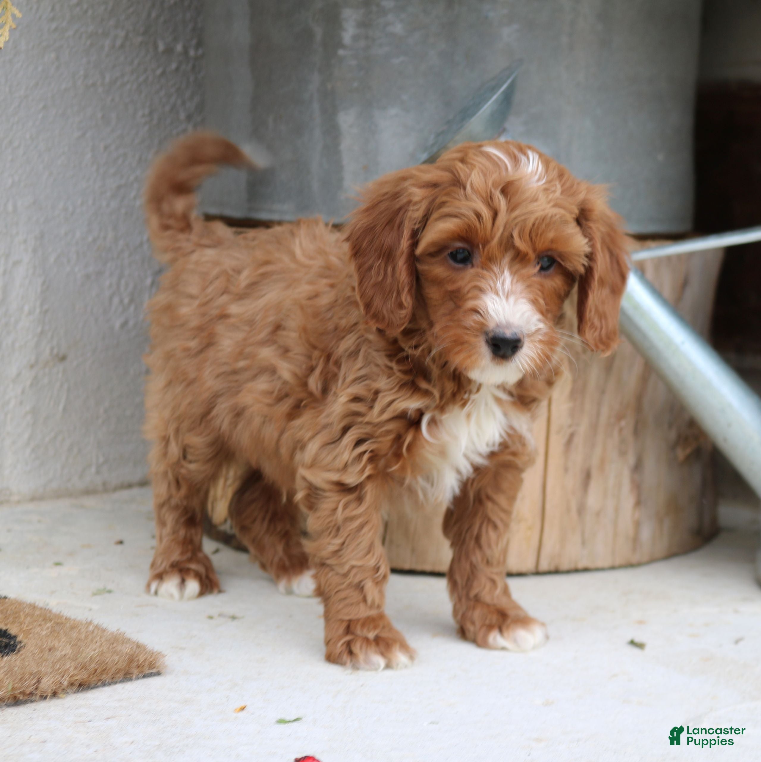 Mini Goldendoodle dogs Lionel  - Ad 24