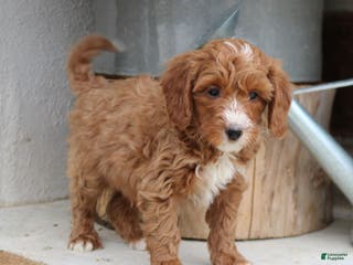 Mini Goldendoodle dogs Lionel - Ad 24