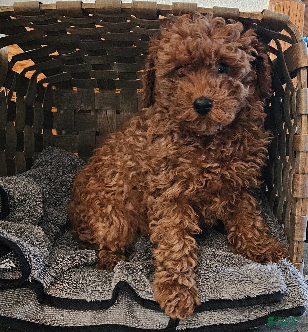 Miniature Poodle dogs for sale: Callie  - Ad 3