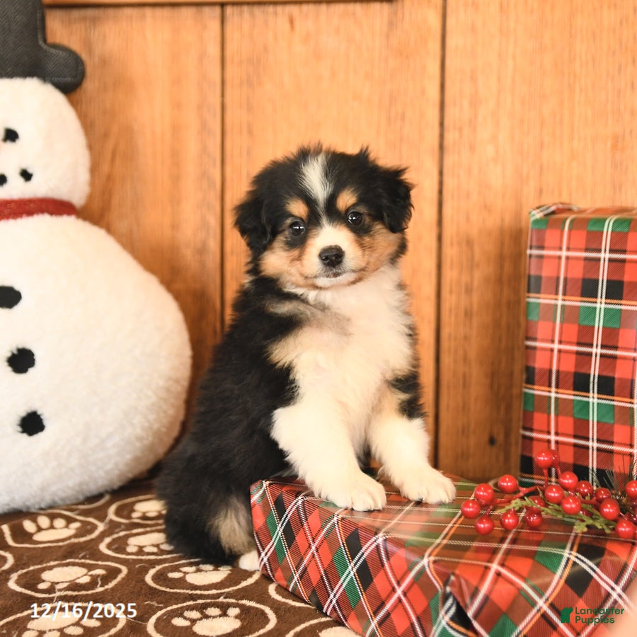 Miniature Australian Shepherd dogs Jackson - Ad 15