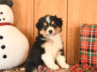 Miniature Australian Shepherd dogs Jackson - Ad 34