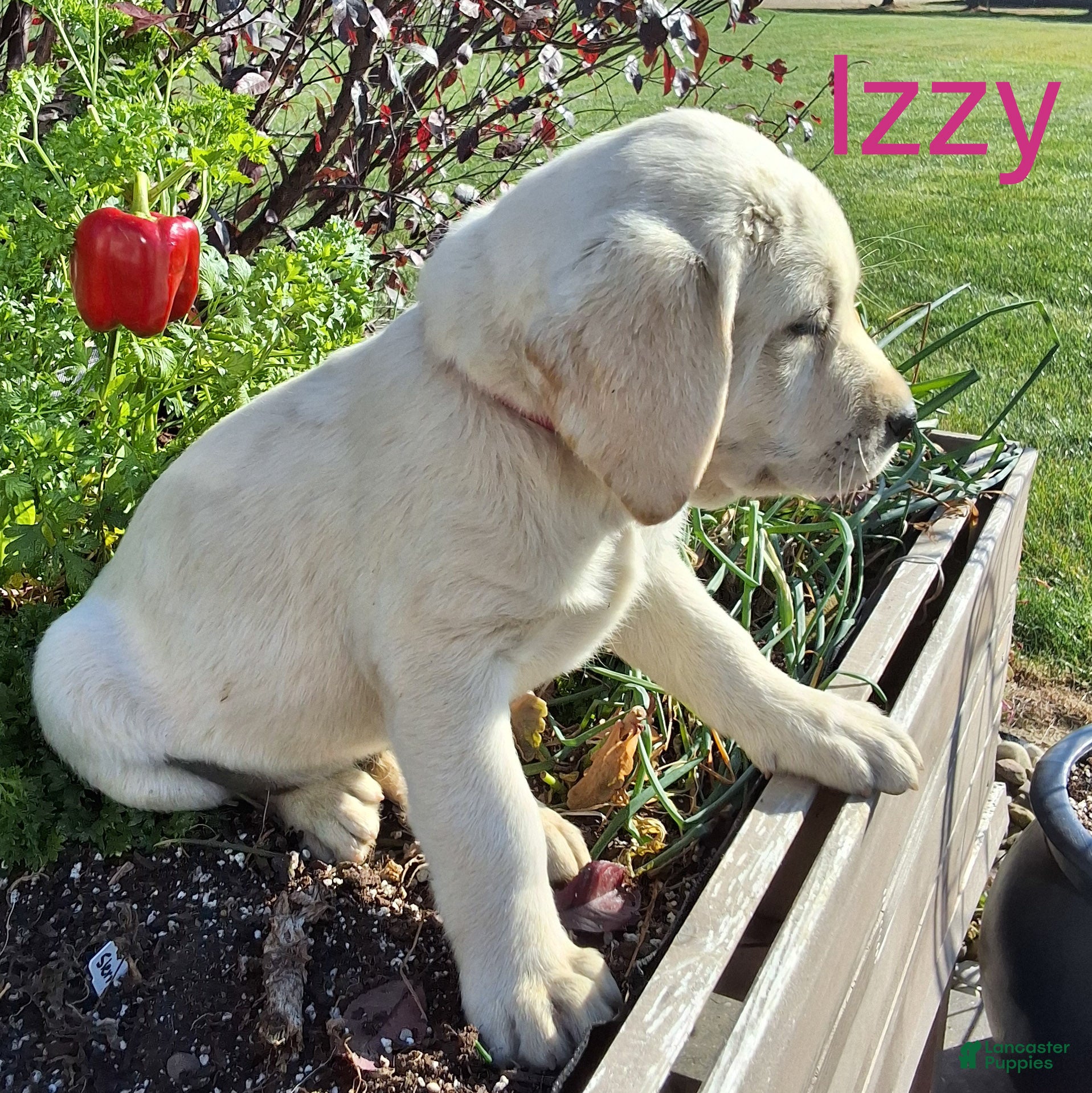 Labrador Retriever dogs for sale: Izzy Retriever 5 - Ad 2