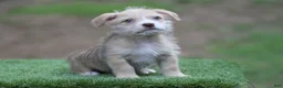 Mixed Breed dogs for sale: Male 2 - Ad 4