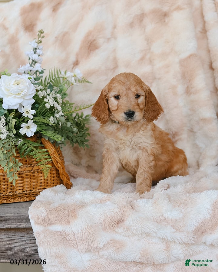 Goldendoodle dogs George - Ad 1