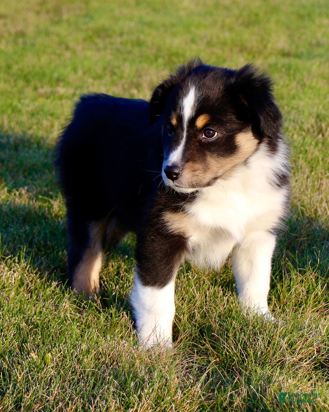 Australian Shepherd dogs for sale: Clara - Ad 2