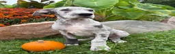 Great Dane dogs for sale: Emmett - Ad 5