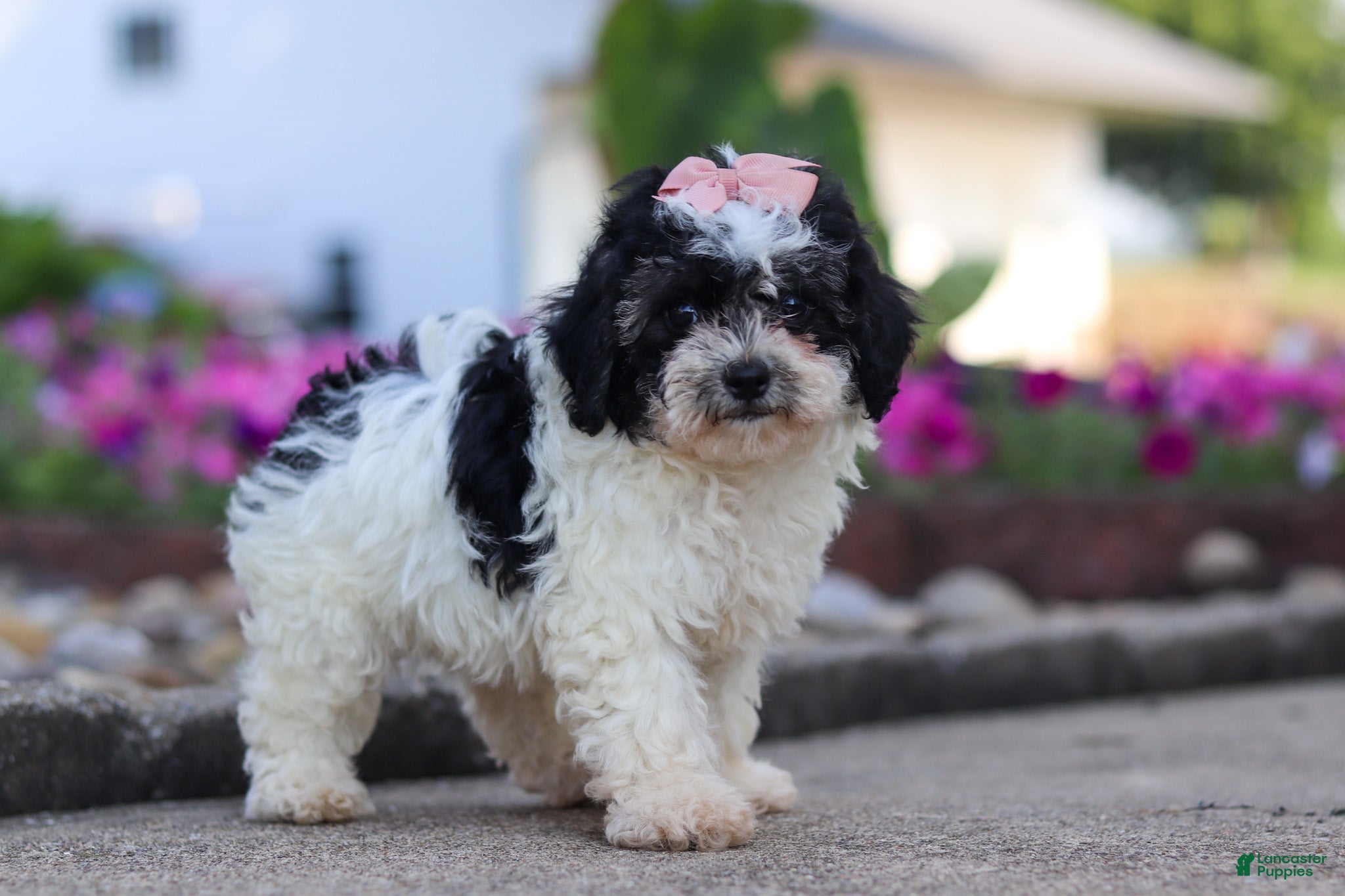 Maltipoo dogs Smore - Ad 1