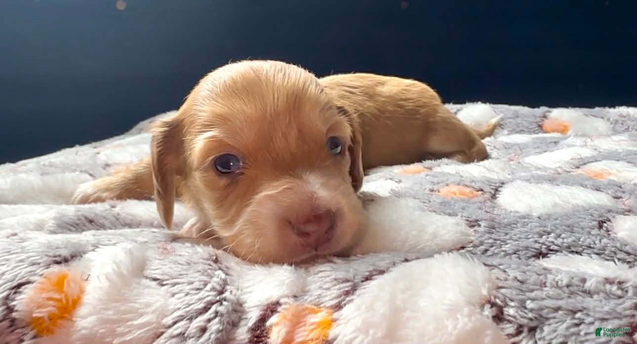 Miniature Dachshund dogs Miniature Dachshund Puppy 5 - Ad 1