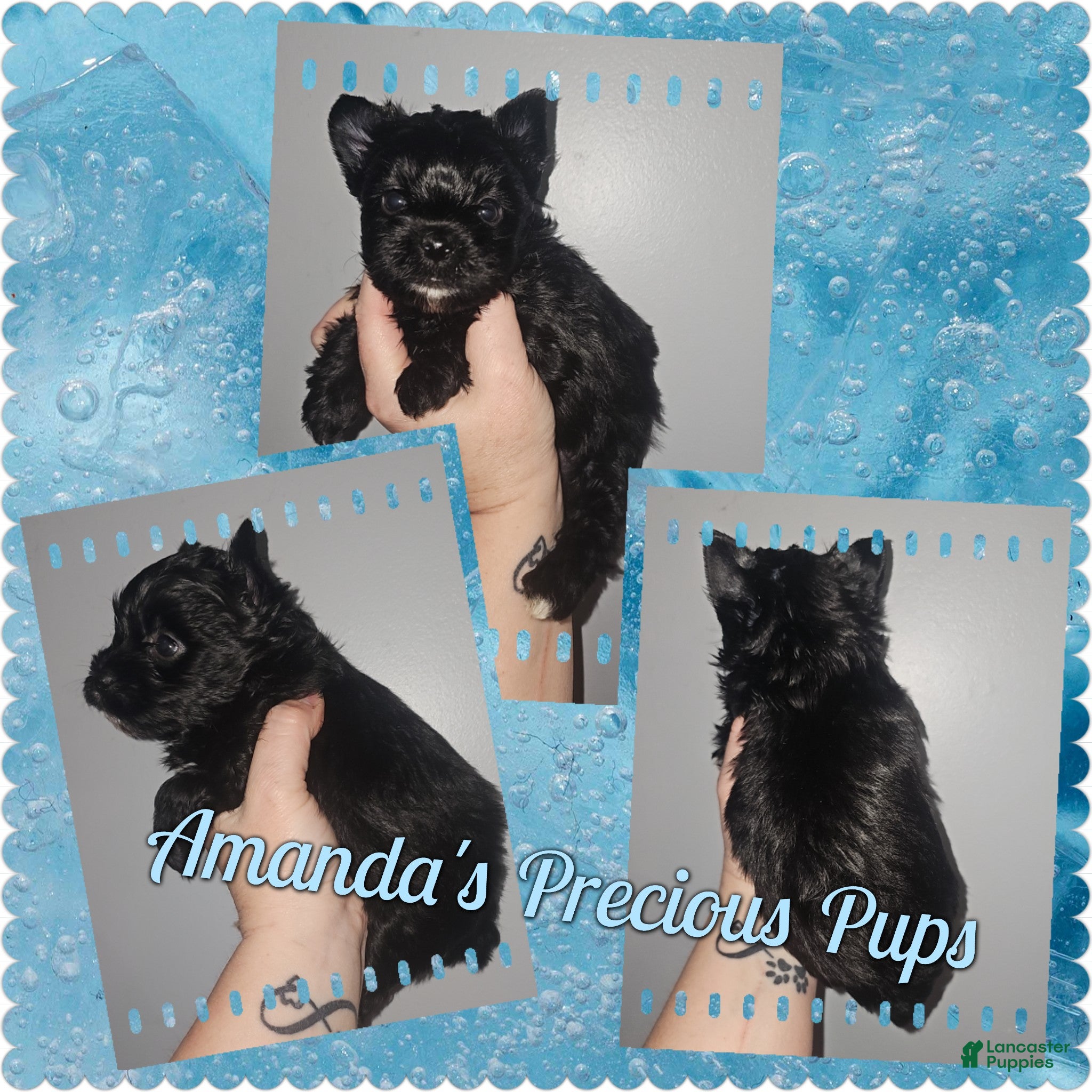 Yorkshire Terrier dogs Yorkshire Terrier Puppy 4 - Ad 1