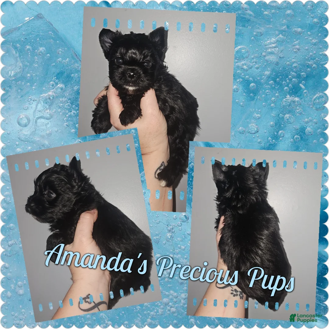 Yorkshire Terrier dogs for sale: Yorkshire Terrier Puppy 4 - Ad 1