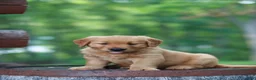 Golden Retriever dogs for sale: Bentley - Ad 1