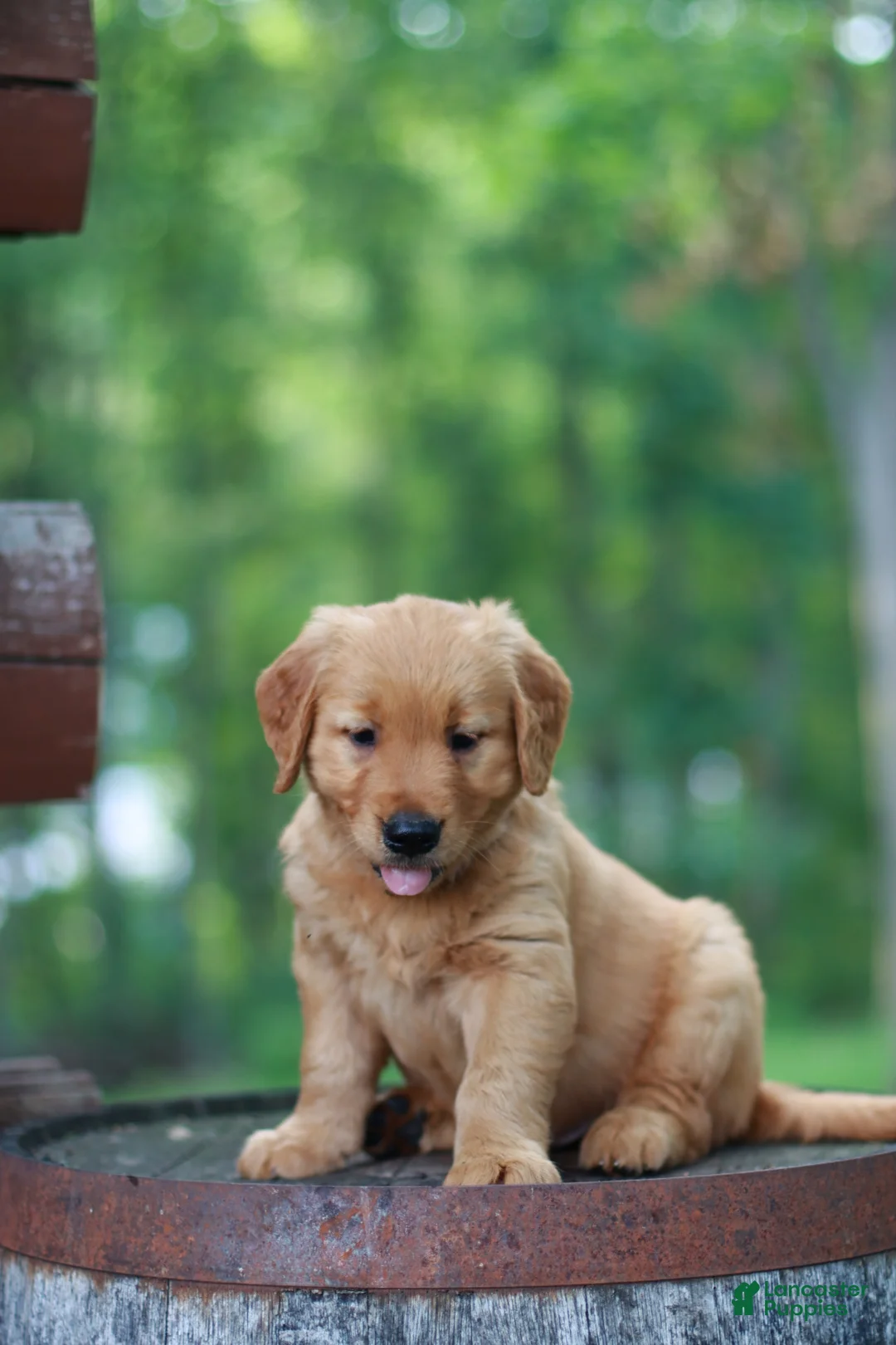 Golden Retriever dogs for sale: Bentley - Ad 1