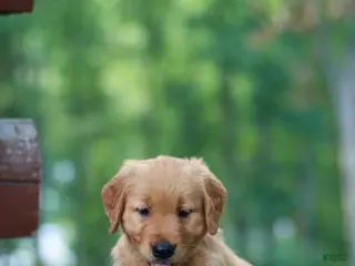 Golden Retriever dogs for sale: Blossom - Ad 4