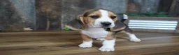 Beagle dogs for sale: Brett - Ad 7