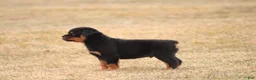 Rottweiler dogs for sale: Mason - Ad 6