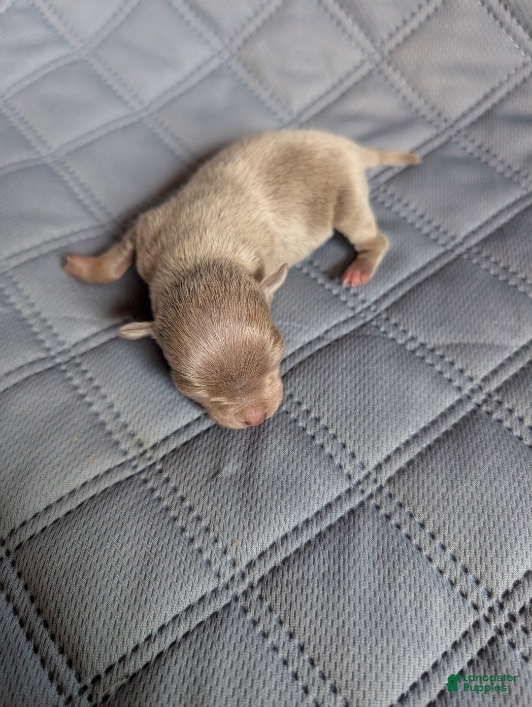 Chihuahua dogs for sale: Peyton - Ad 2