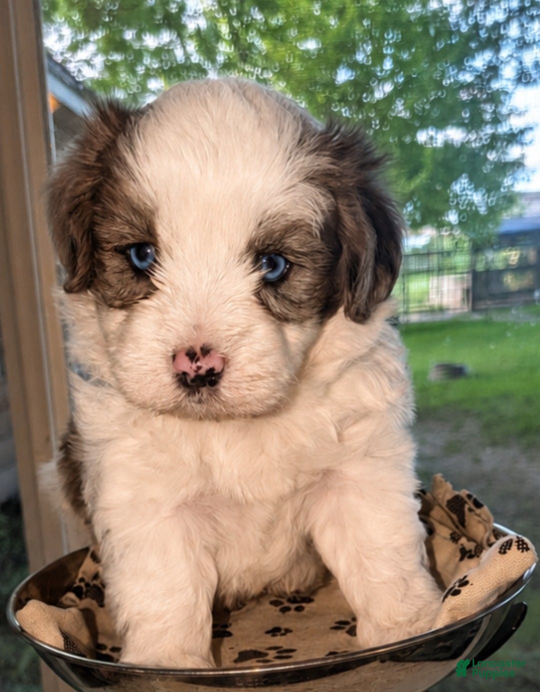 Mixed Breed dogs Mixed Breed 1 - Ad 42